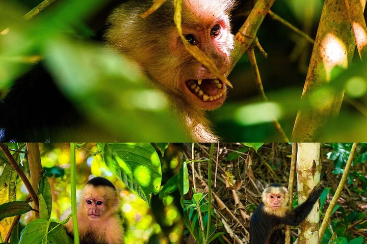 Monkey tour.  - Photo 1 of 3